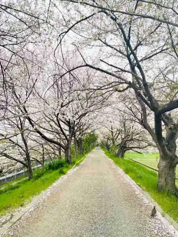 玉川の里の桜