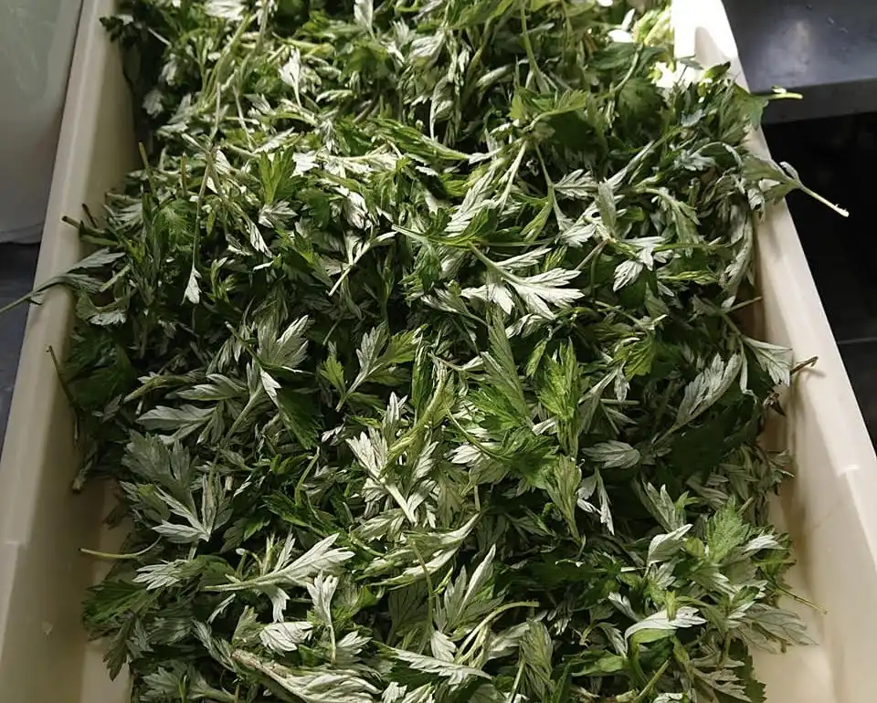 よもぎや　生のよもぎ　収穫