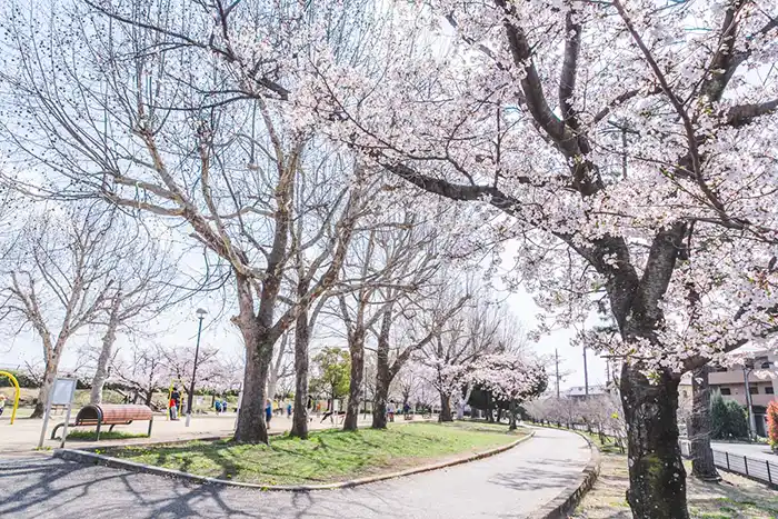 瑞ケ池公園　桜並木