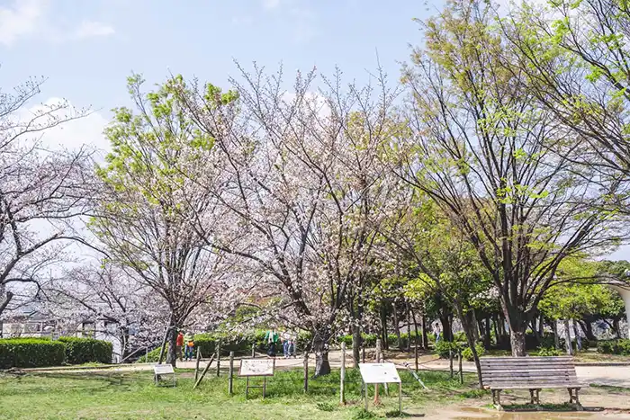 瑞ケ池公園　里帰りの桜
