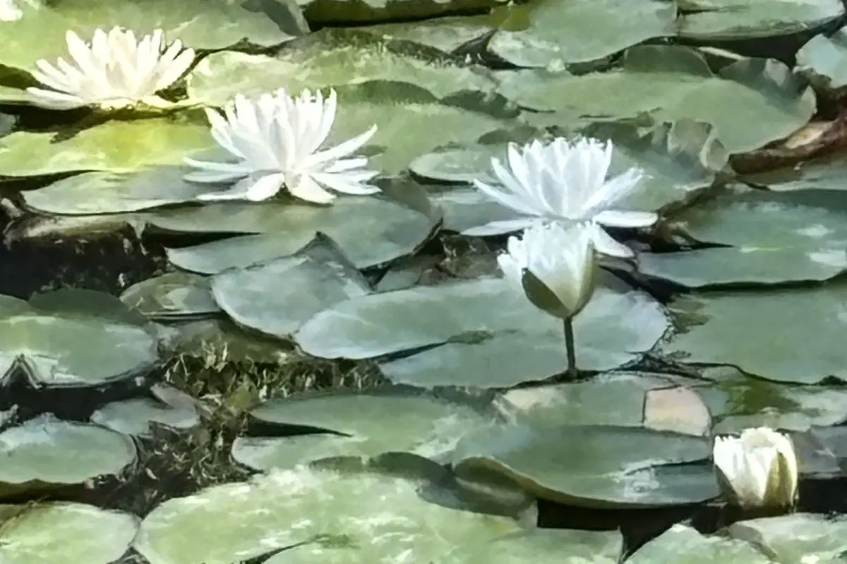 千里中央｜初夏の早朝、真っ白な蓮の花がひらく「長谷池」界隈をおさんぽ
