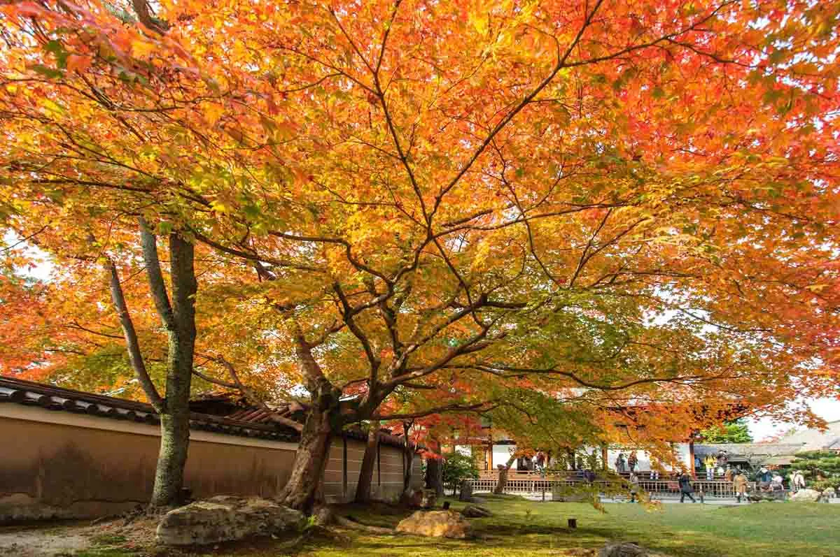 河原町から歩いて行ける紅葉の名所。